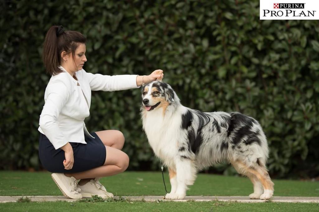 Odin d'asgard De La Colombe Béarnaise