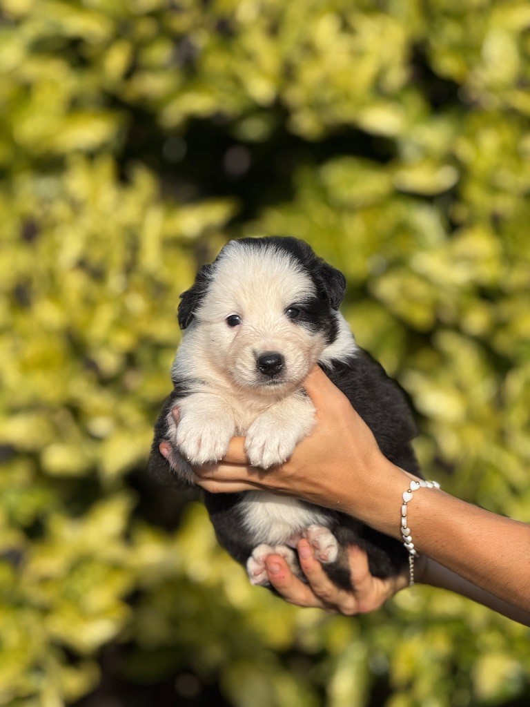 De La Colombe Béarnaise - Chiots disponibles - Berger Australien