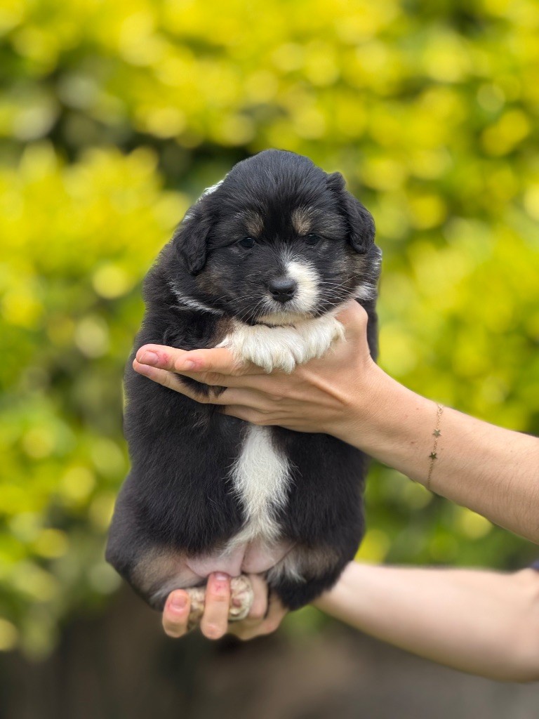 De La Colombe Béarnaise - Chiots disponibles - Berger Australien