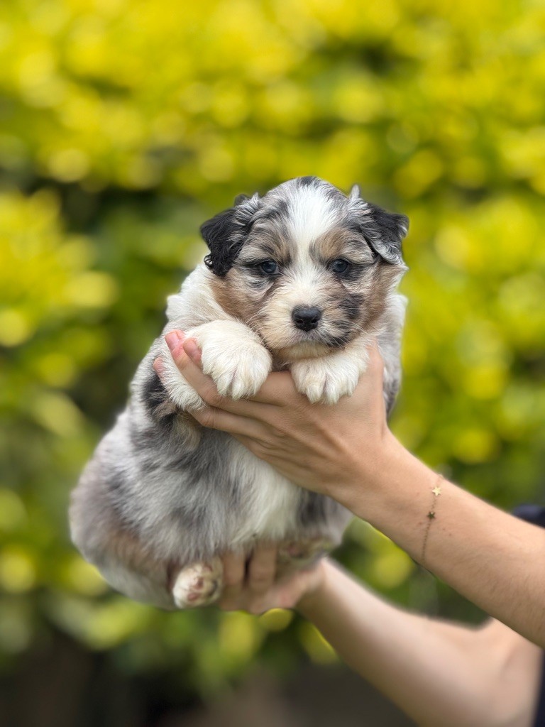 De La Colombe Béarnaise - Chiots disponibles - Berger Australien