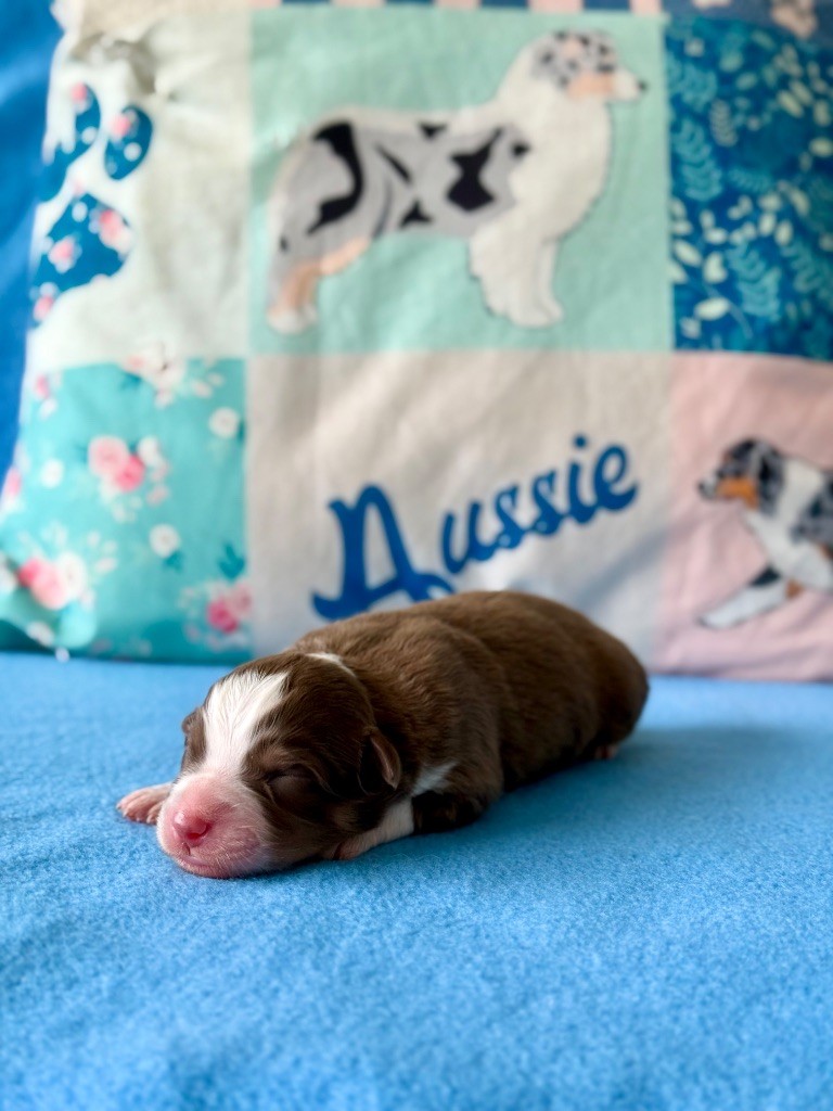 De La Colombe Béarnaise - Chiots disponibles - Berger Australien