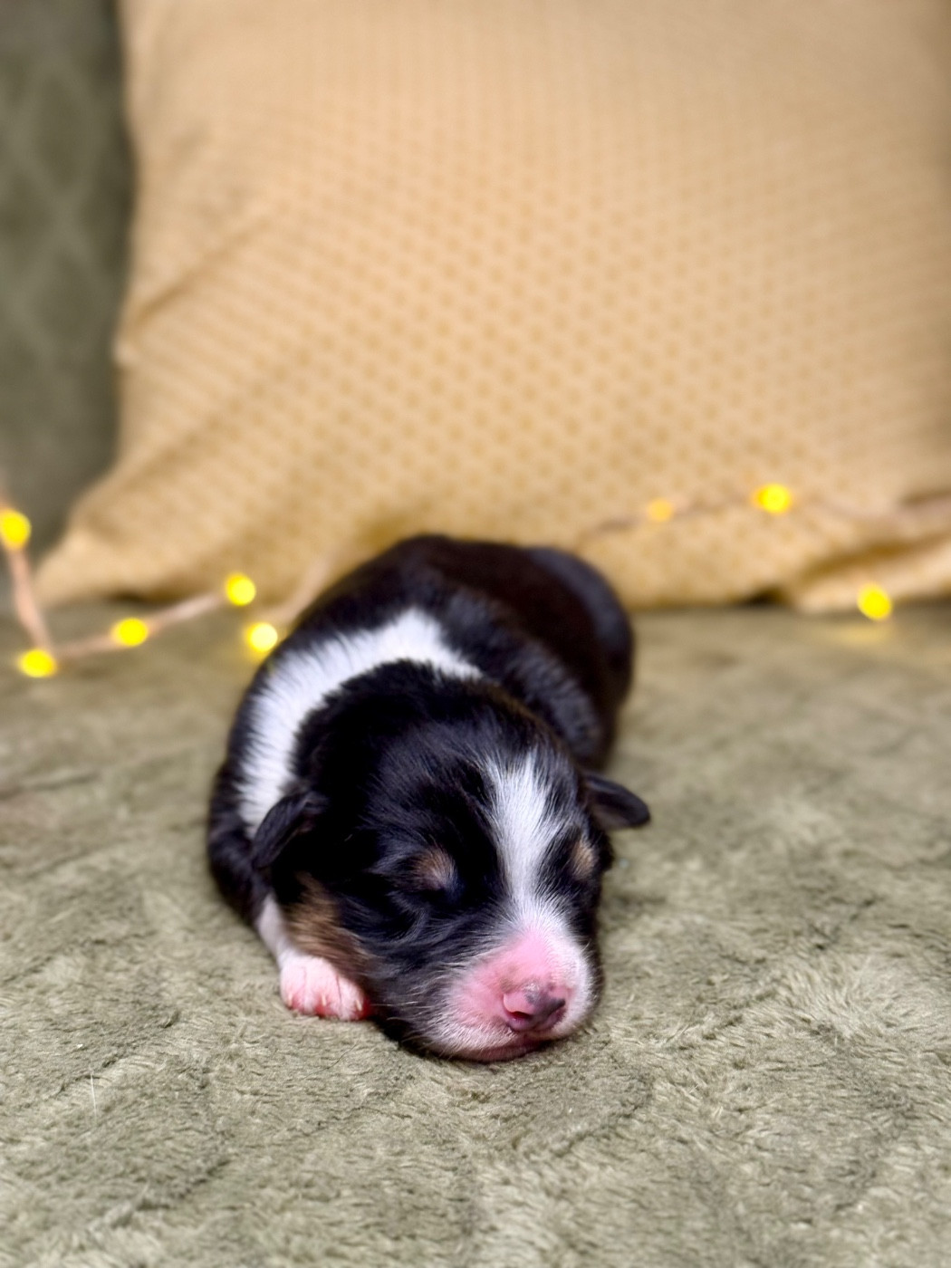 De La Colombe Béarnaise - Chiots disponibles - Berger Australien