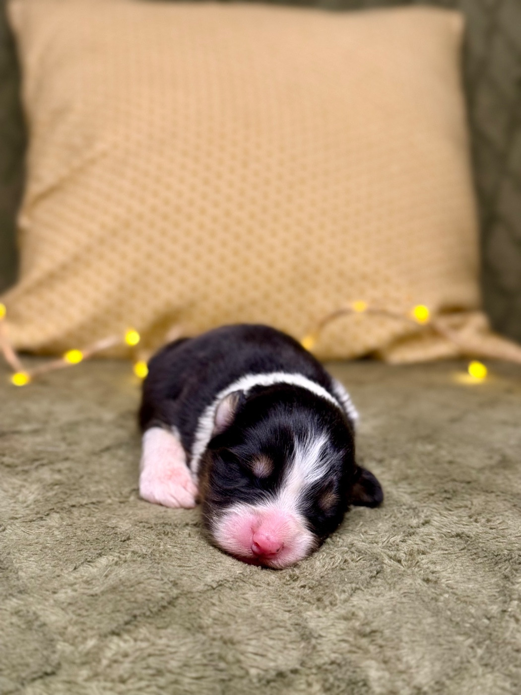 De La Colombe Béarnaise - Chiots disponibles - Berger Australien