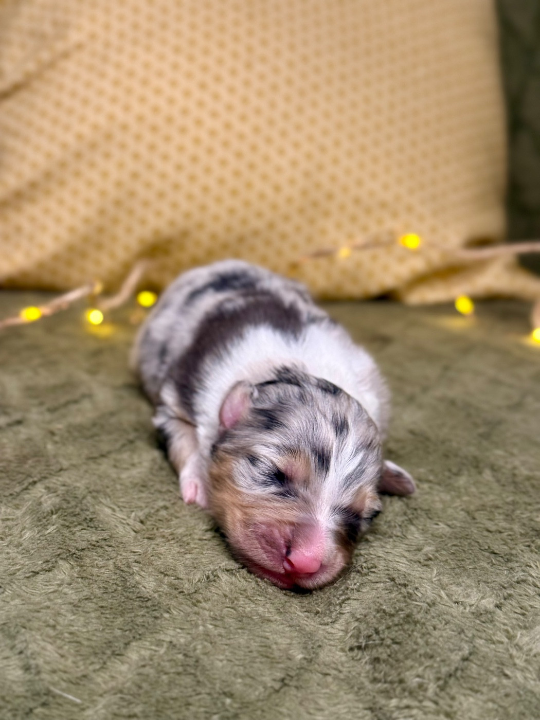 De La Colombe Béarnaise - Chiots disponibles - Berger Australien