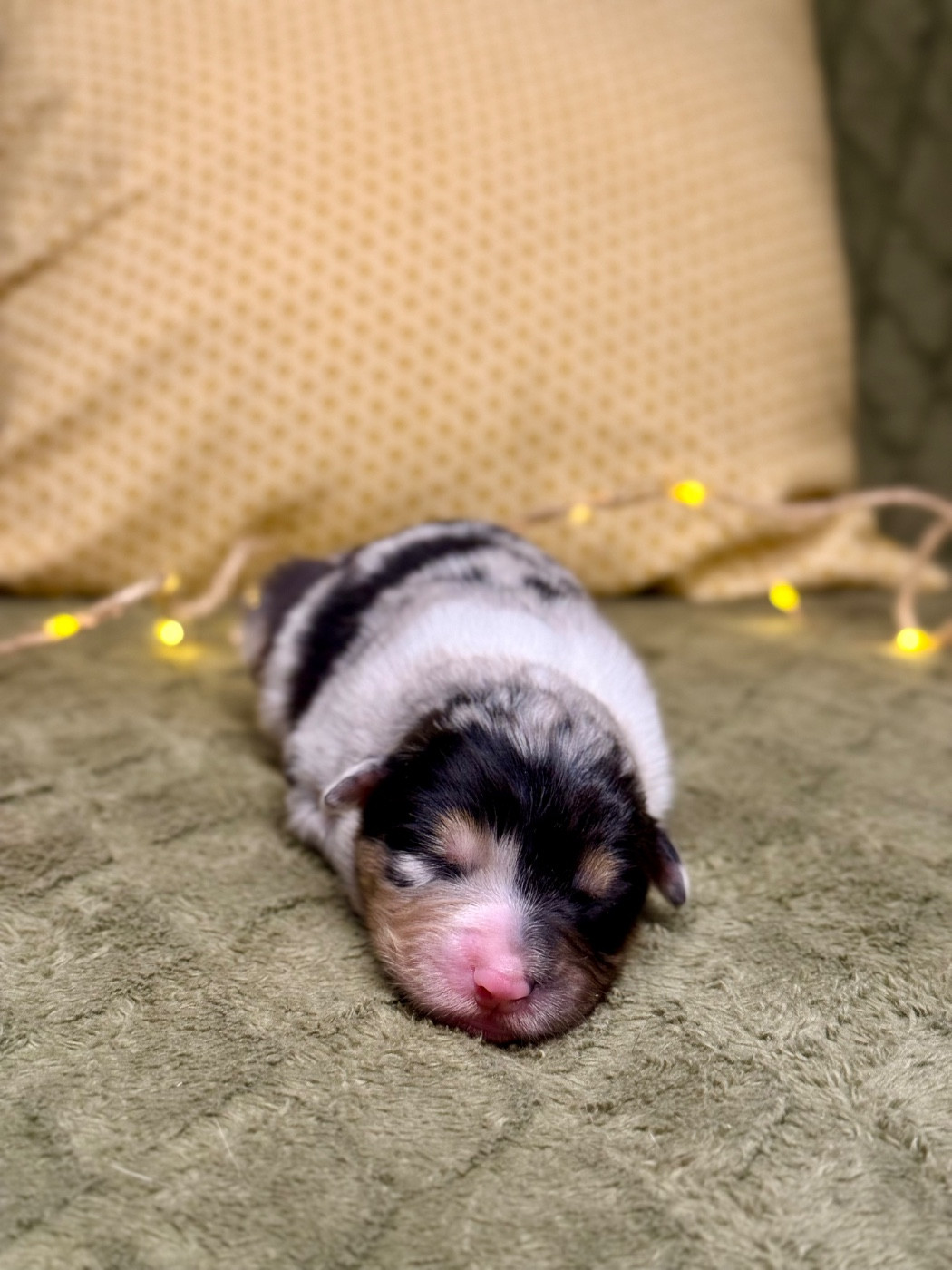 De La Colombe Béarnaise - Chiots disponibles - Berger Australien