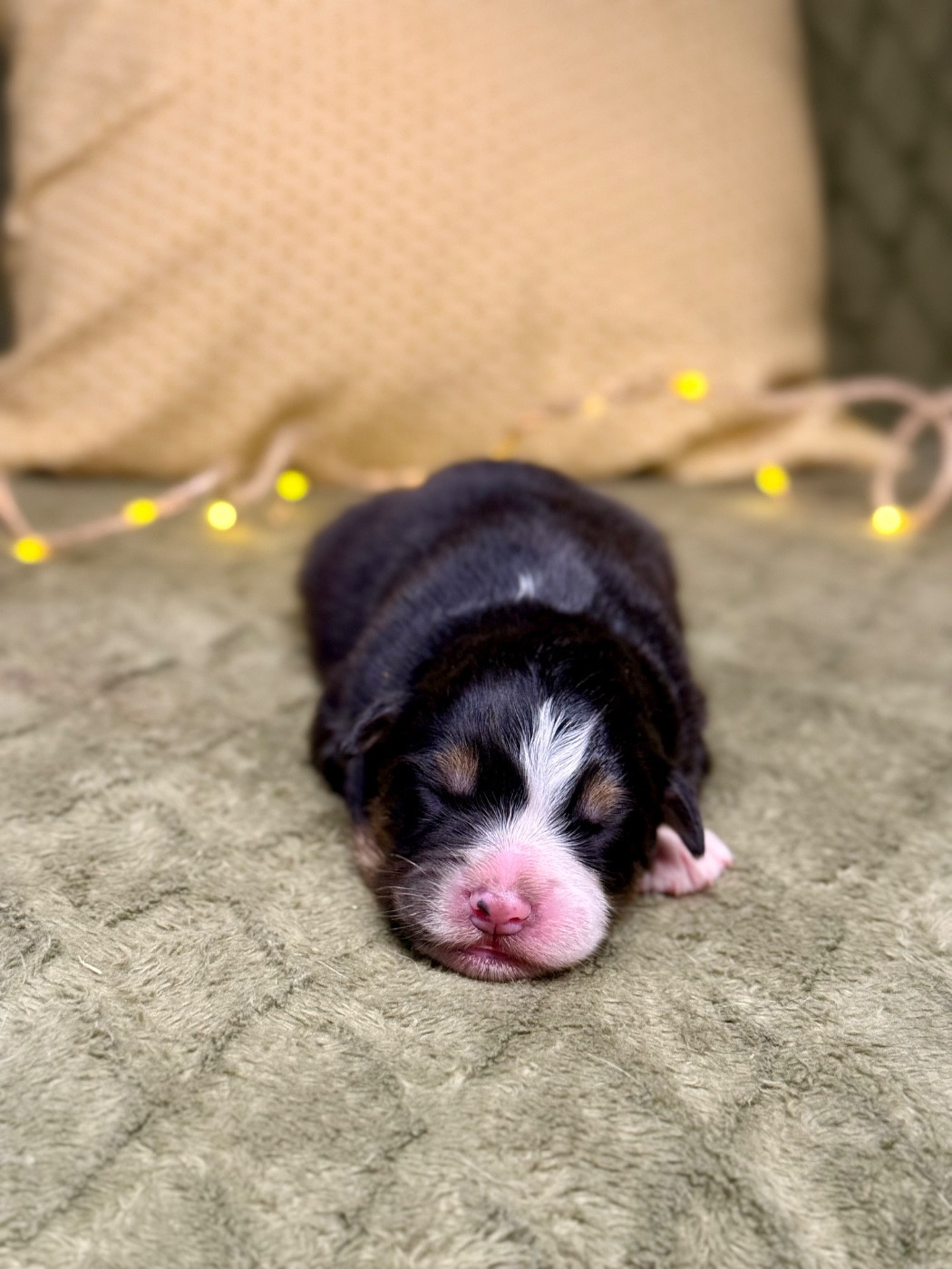 De La Colombe Béarnaise - Chiots disponibles - Berger Australien