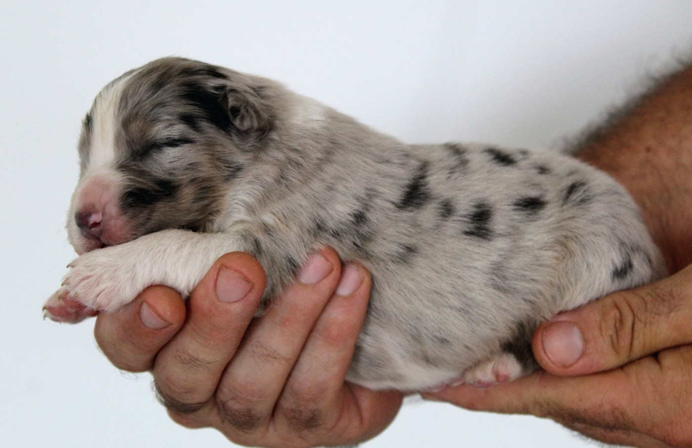 De La Colombe Béarnaise - Chiots disponibles - Berger Australien