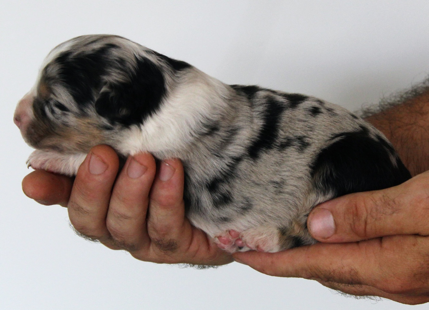 De La Colombe Béarnaise - Chiots disponibles - Berger Australien