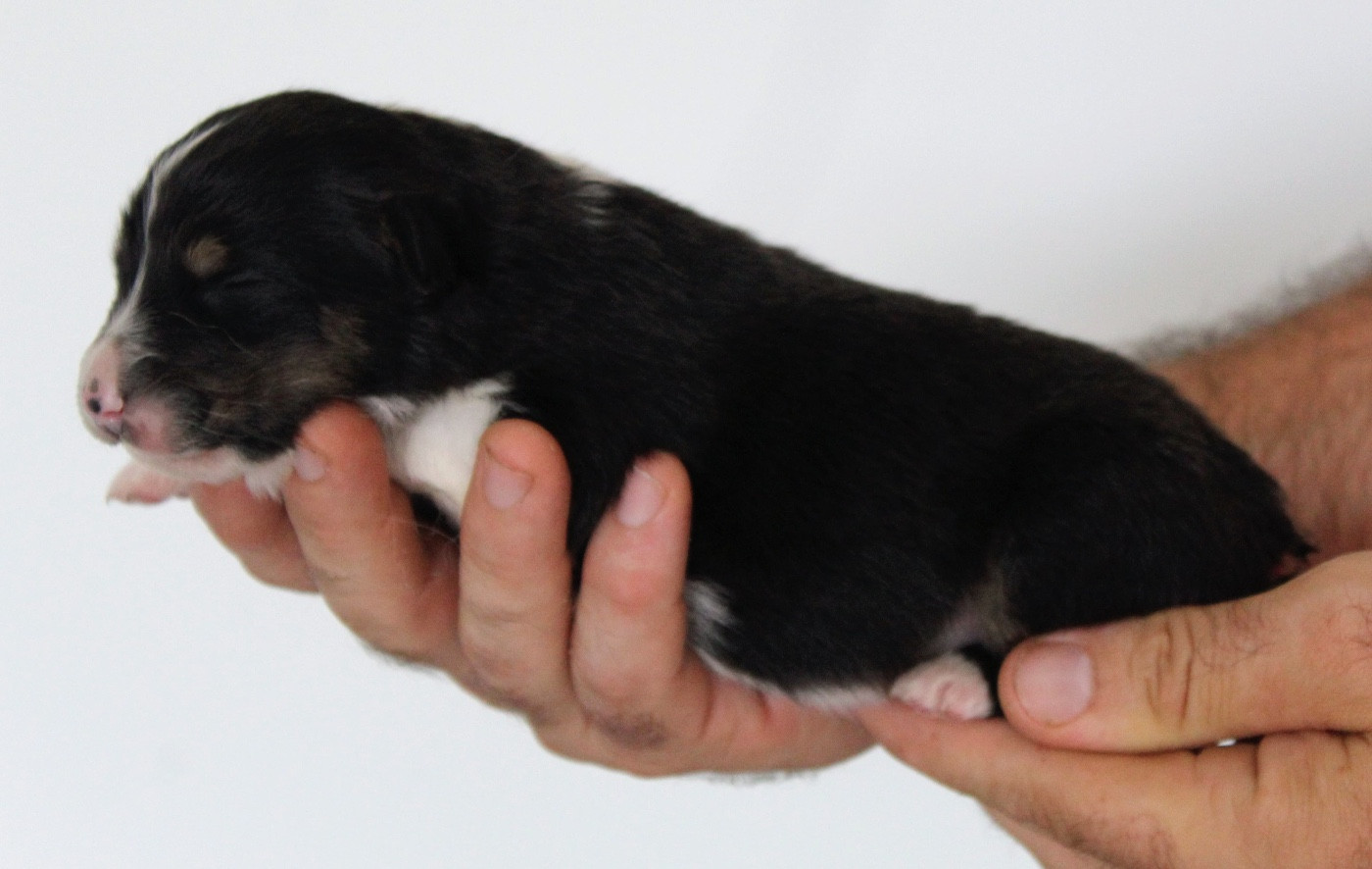 De La Colombe Béarnaise - Chiots disponibles - Berger Australien