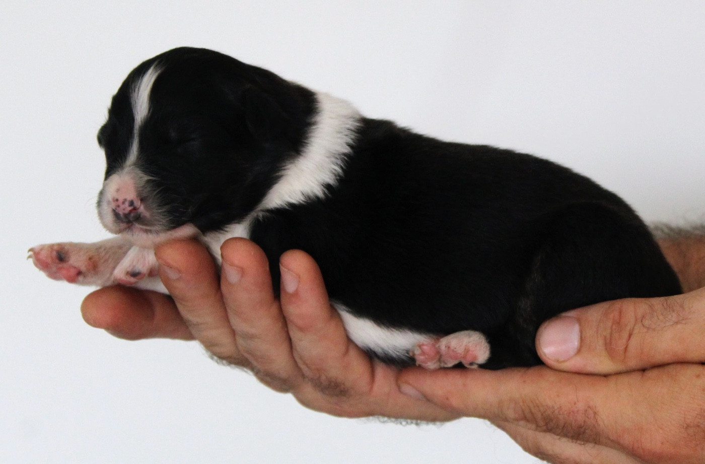 De La Colombe Béarnaise - Chiots disponibles - Berger Australien