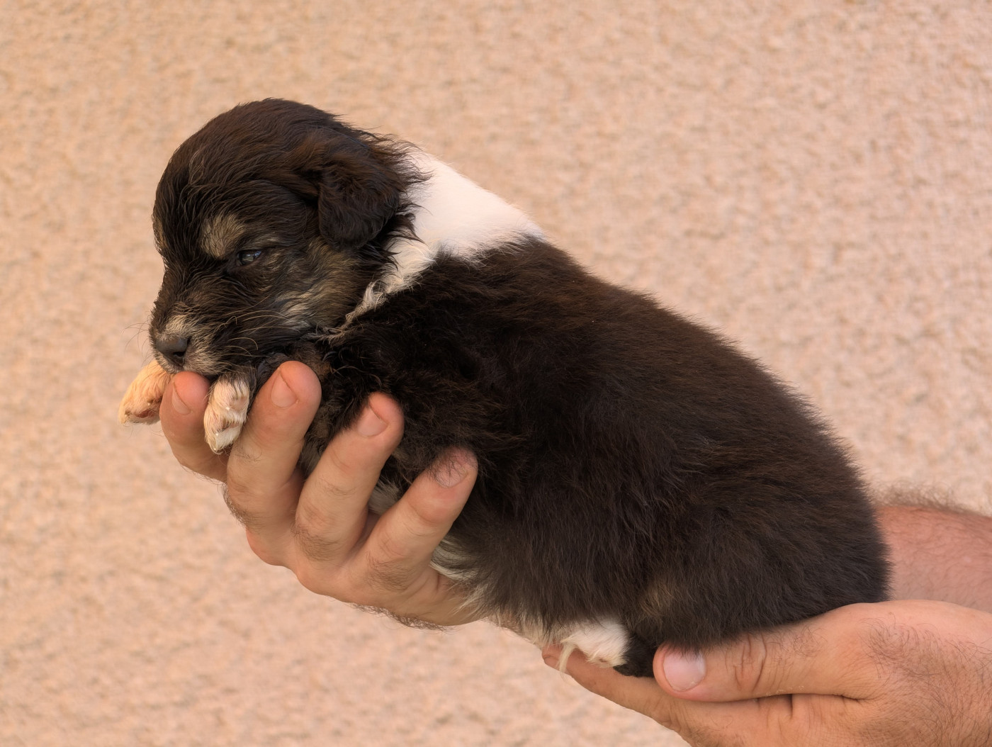 De La Colombe Béarnaise - Chiots disponibles - Berger Australien