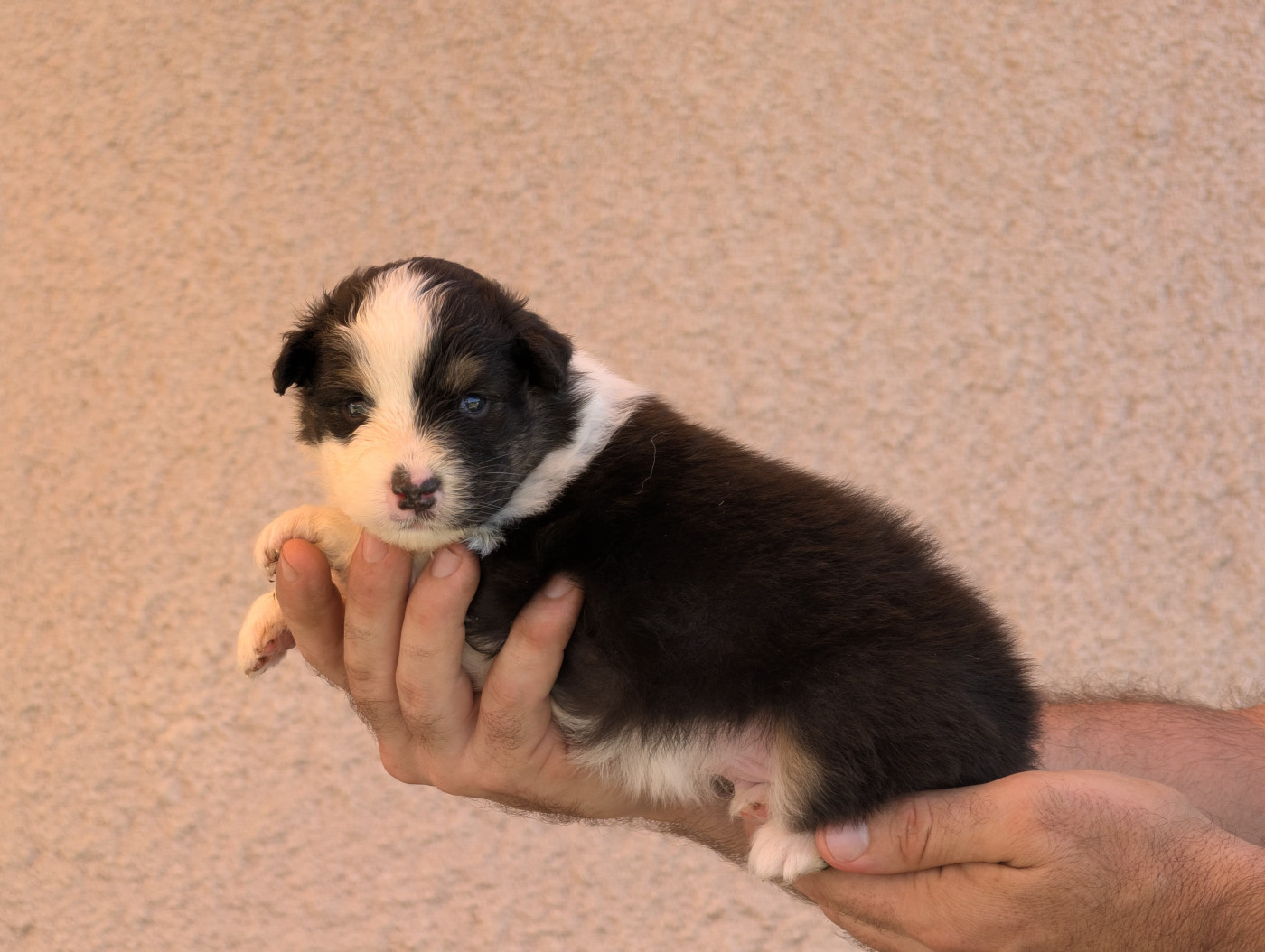 De La Colombe Béarnaise - Chiots disponibles - Berger Australien