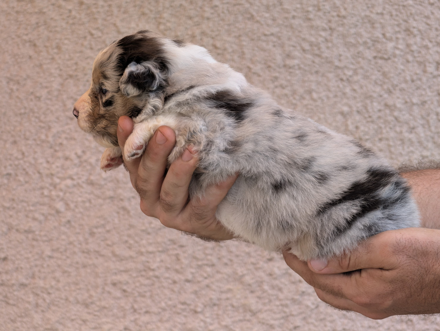 De La Colombe Béarnaise - Chiots disponibles - Berger Australien
