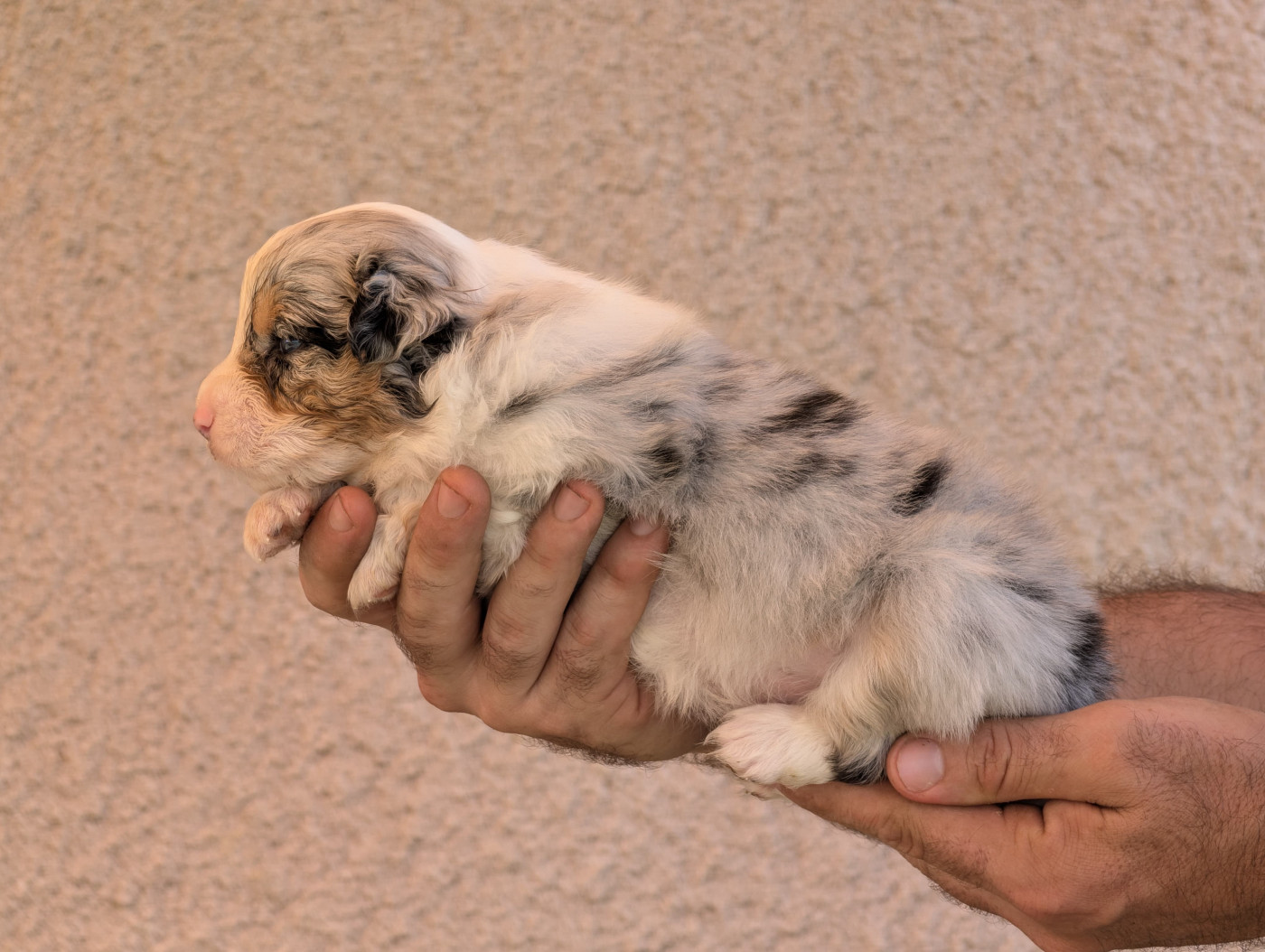 De La Colombe Béarnaise - Chiots disponibles - Berger Australien