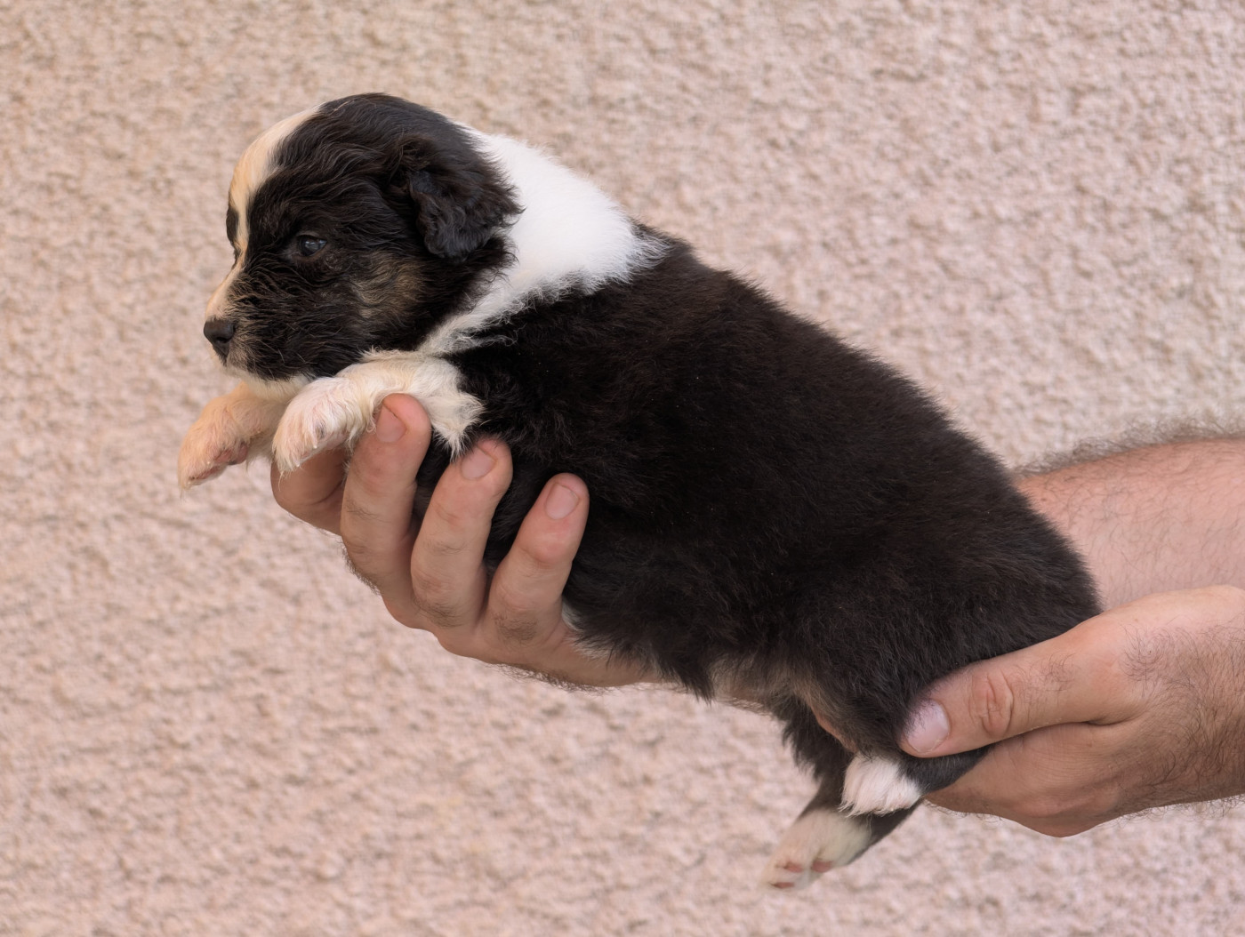 De La Colombe Béarnaise - Chiots disponibles - Berger Australien