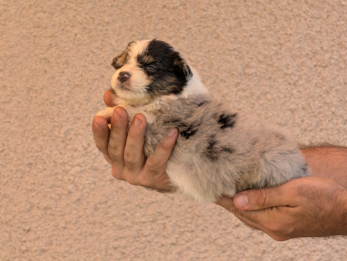 De La Colombe Béarnaise - Chiots disponibles - Berger Australien