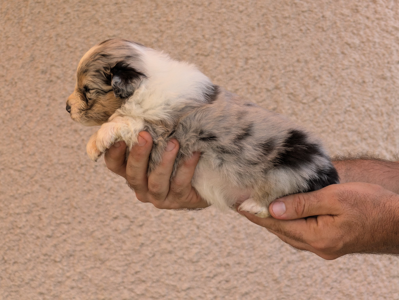 De La Colombe Béarnaise - Chiots disponibles - Berger Australien