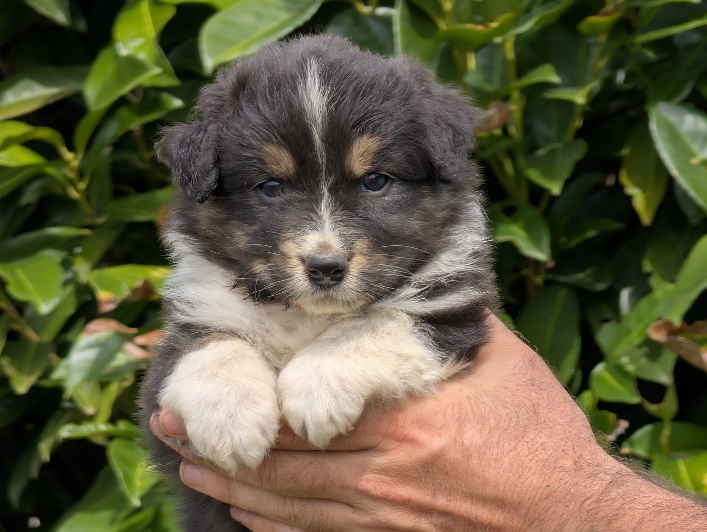 De La Colombe Béarnaise - Chiots disponibles - Berger Australien