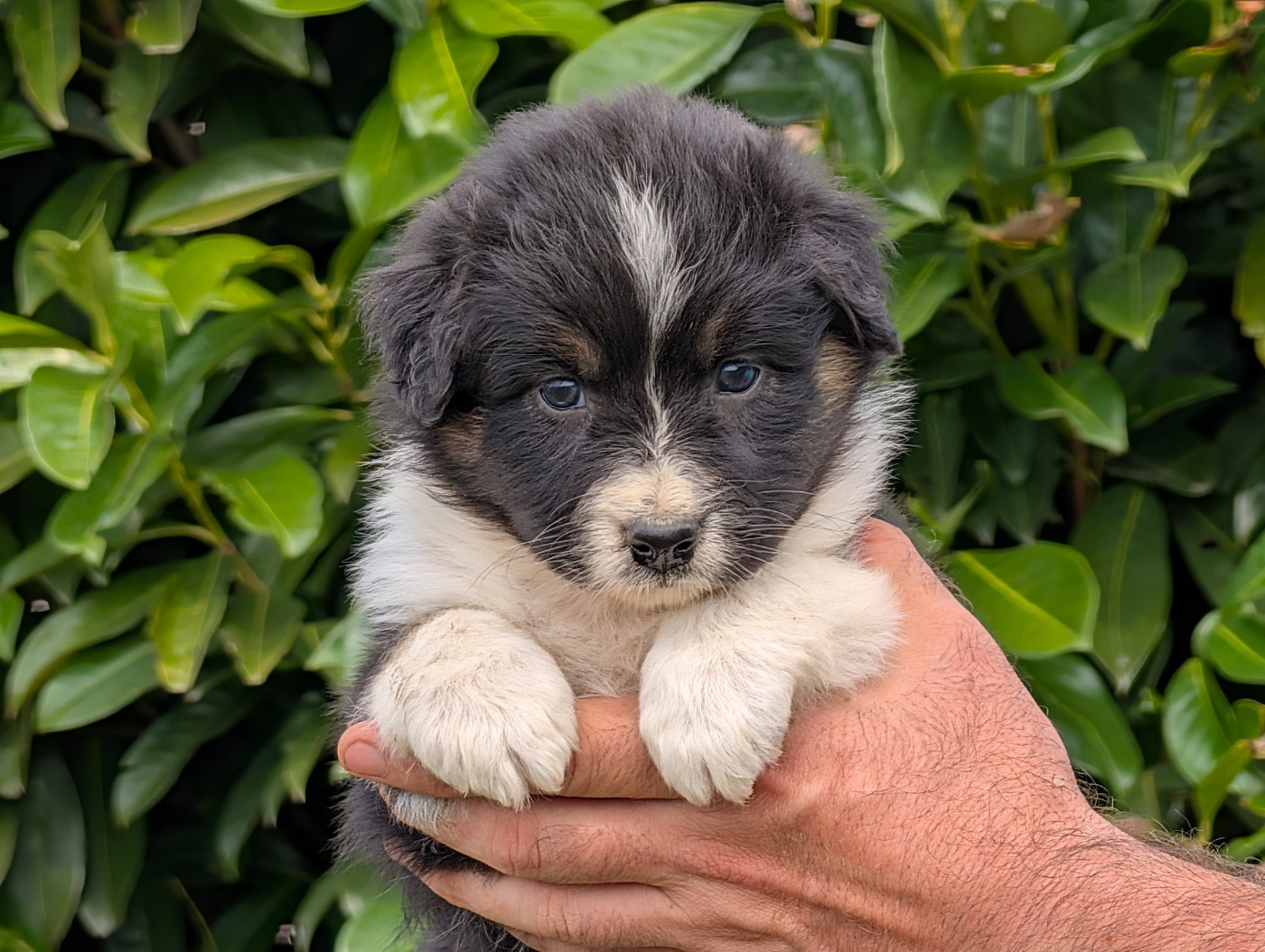 De La Colombe Béarnaise - Chiots disponibles - Berger Australien
