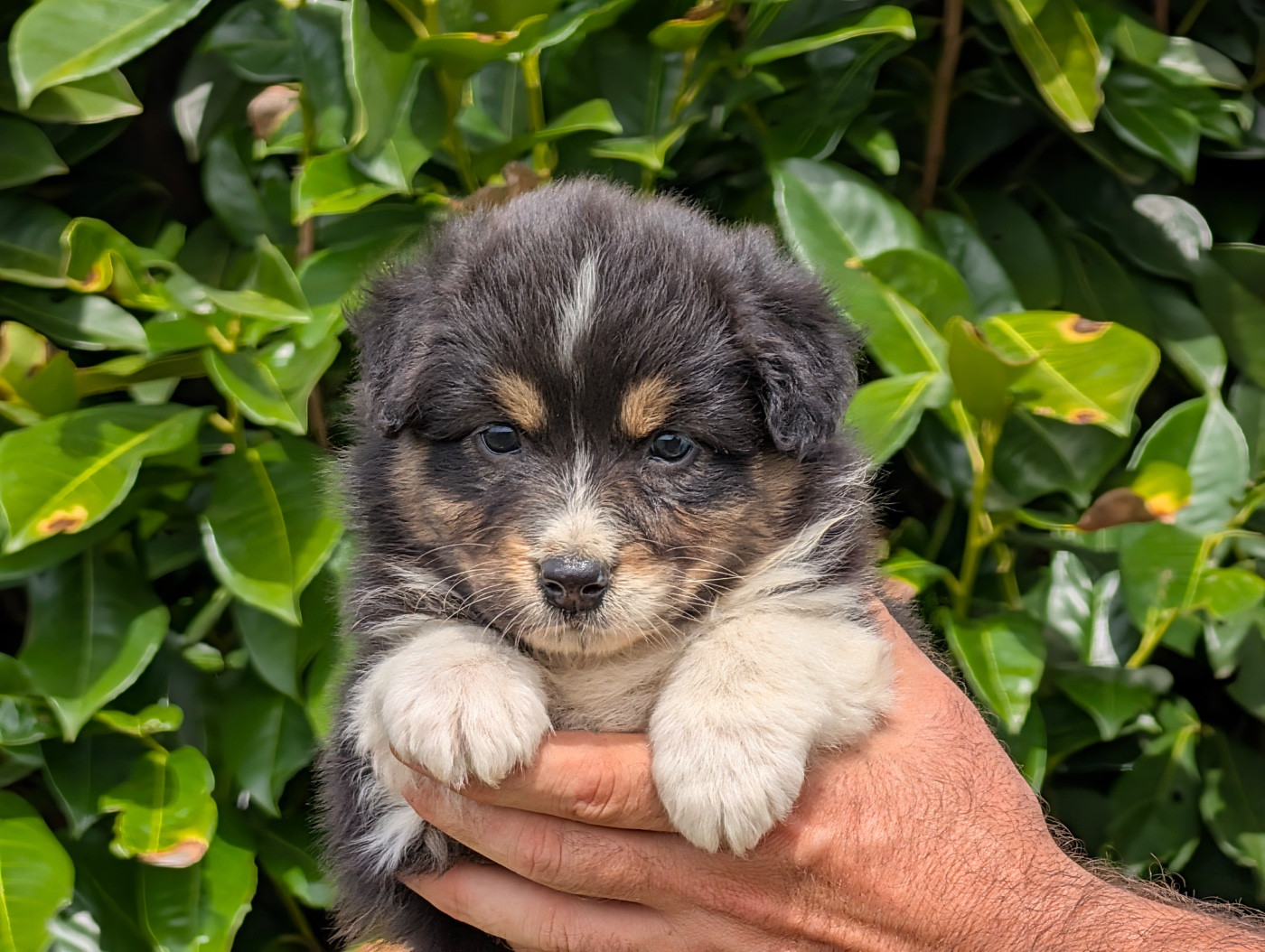De La Colombe Béarnaise - Chiots disponibles - Berger Australien