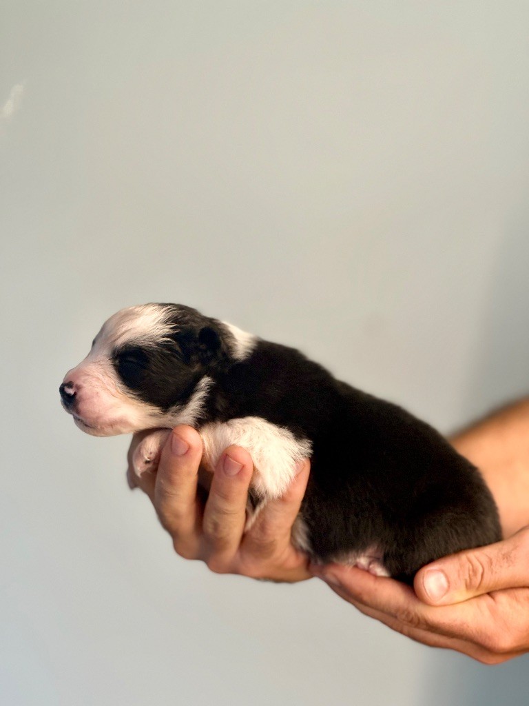 De La Colombe Béarnaise - Chiots disponibles - Berger Australien