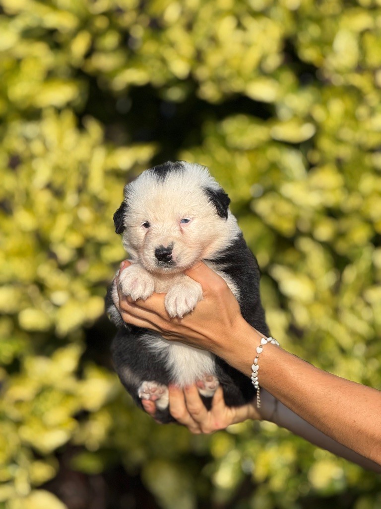 De La Colombe Béarnaise - Chiots disponibles - Berger Australien