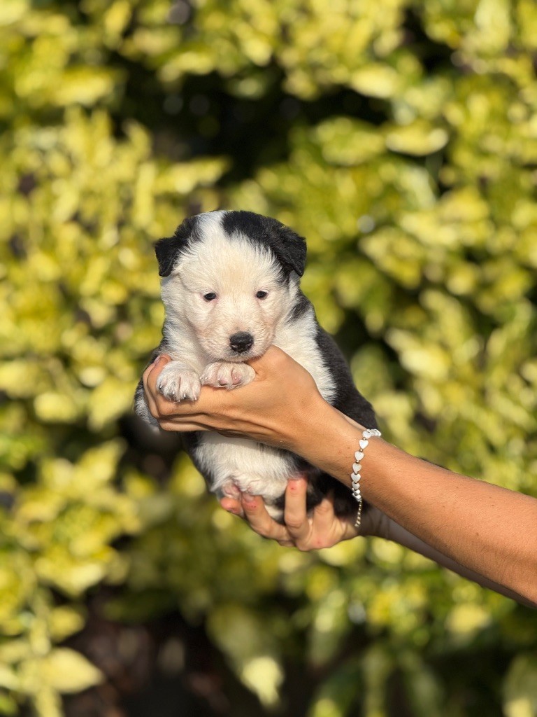 De La Colombe Béarnaise - Chiots disponibles - Berger Australien