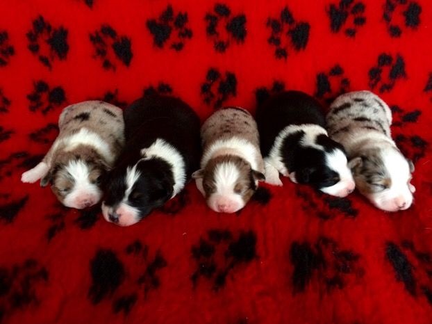 Chiot Berger Australien De La Colombe Béarnaise