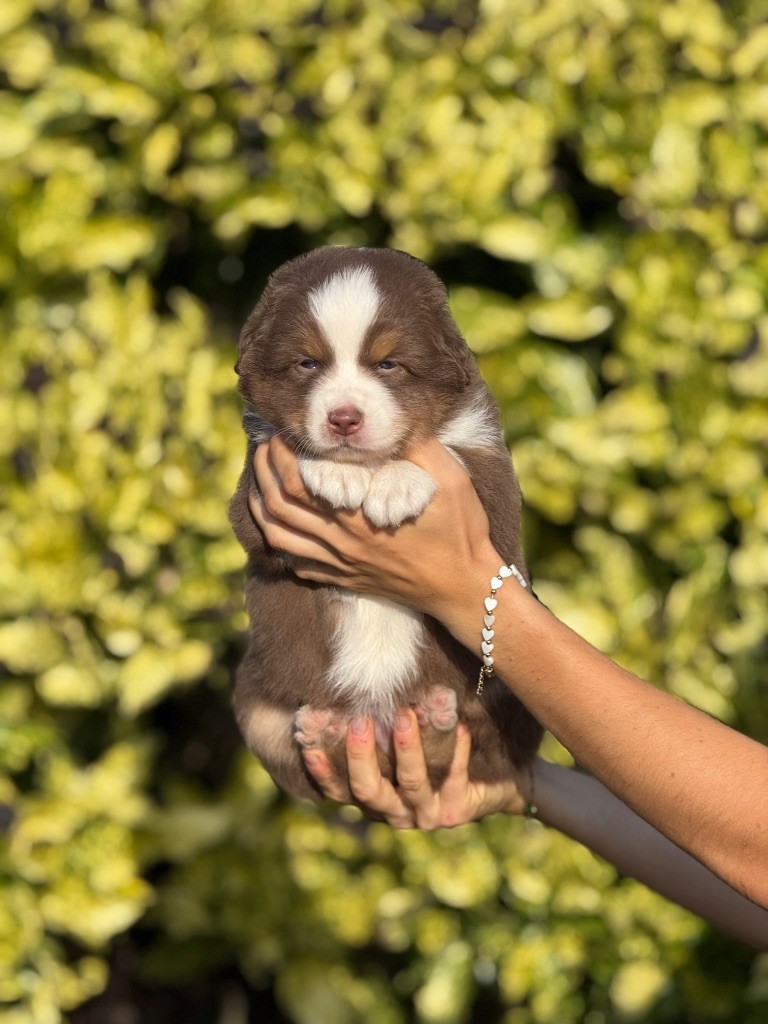De La Colombe Béarnaise - Chiots disponibles - Berger Australien