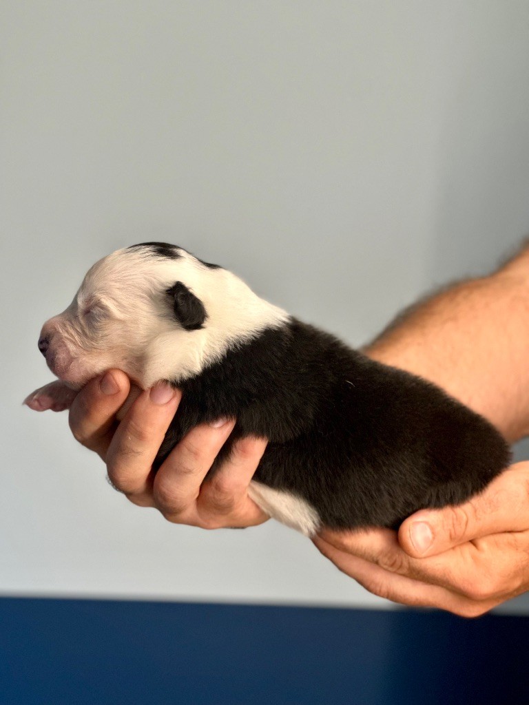 De La Colombe Béarnaise - Chiots disponibles - Berger Australien