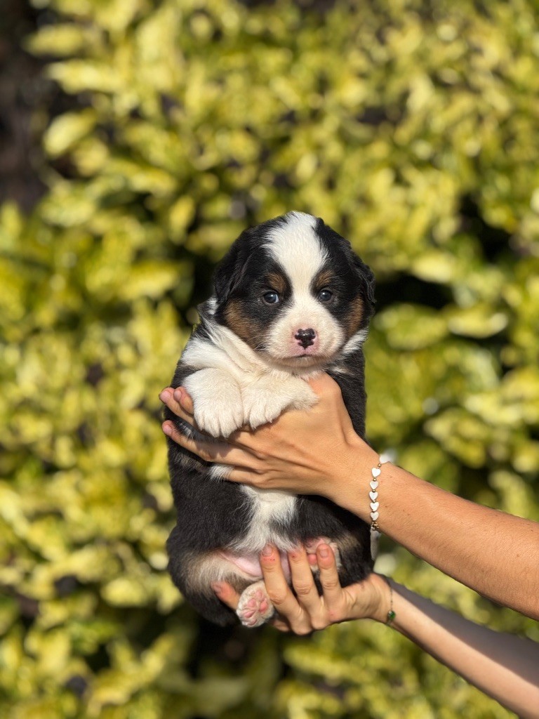 De La Colombe Béarnaise - Chiots disponibles - Berger Australien