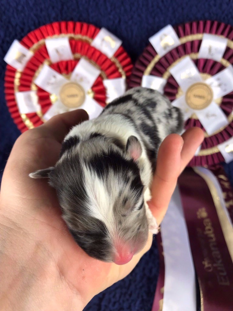 De La Colombe Béarnaise - Berger Australien - Portée née le 09/03/2019