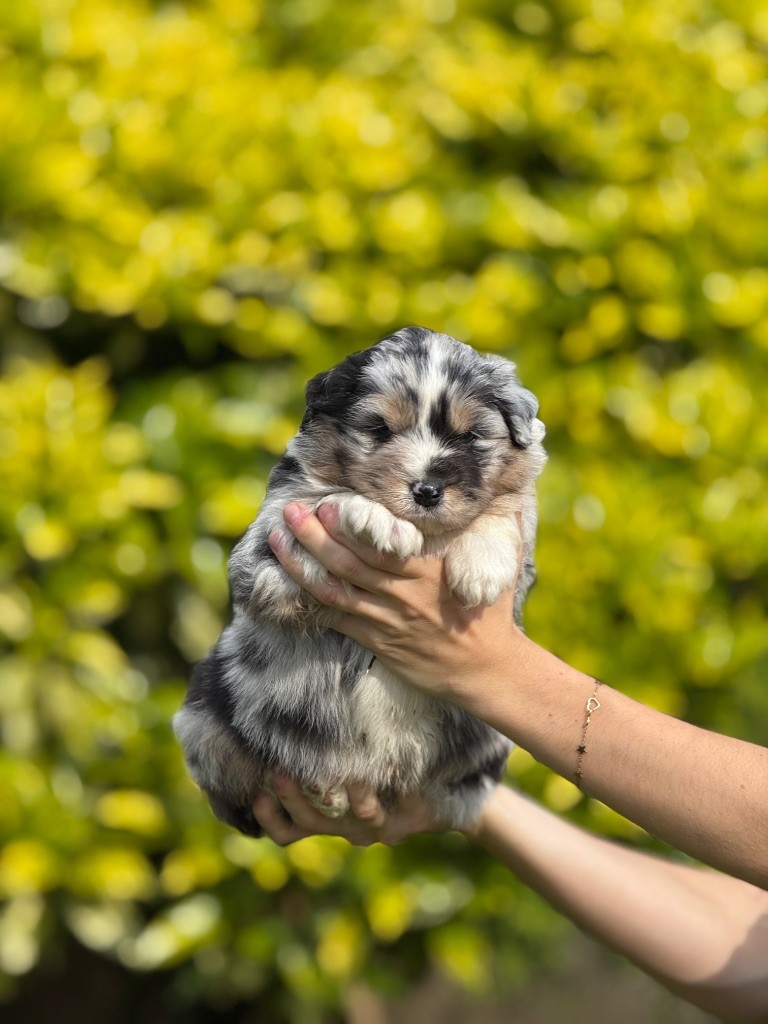 De La Colombe Béarnaise - Chiots disponibles - Berger Australien