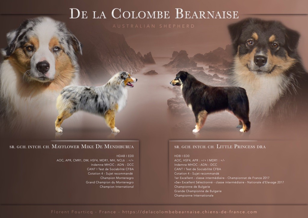 De La Colombe Béarnaise - Berger Australien - Portée née le 15/03/2020