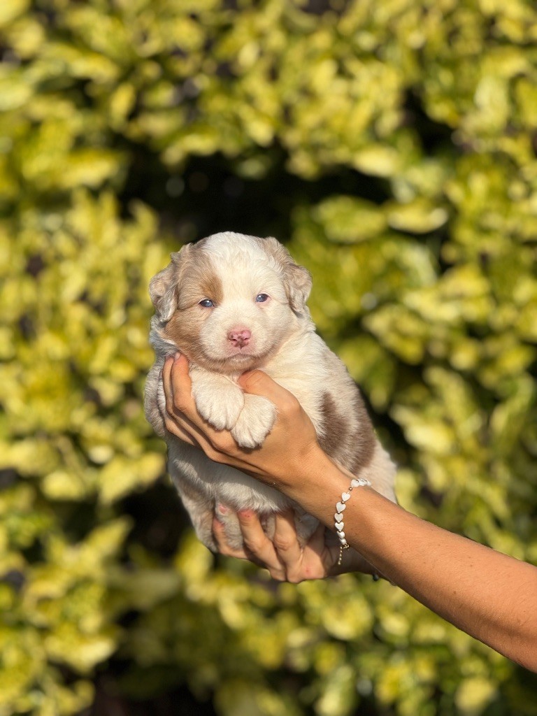 De La Colombe Béarnaise - Chiots disponibles - Berger Australien