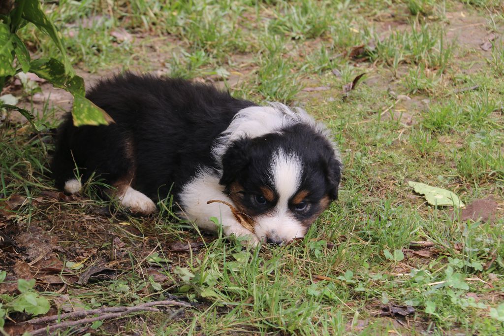 De La Colombe Béarnaise - Berger Australien - Portée née le 01/06/2018