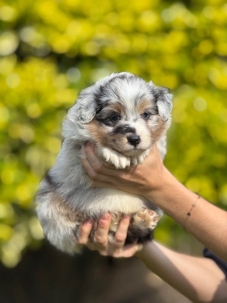 De La Colombe Béarnaise - Chiots disponibles - Berger Australien