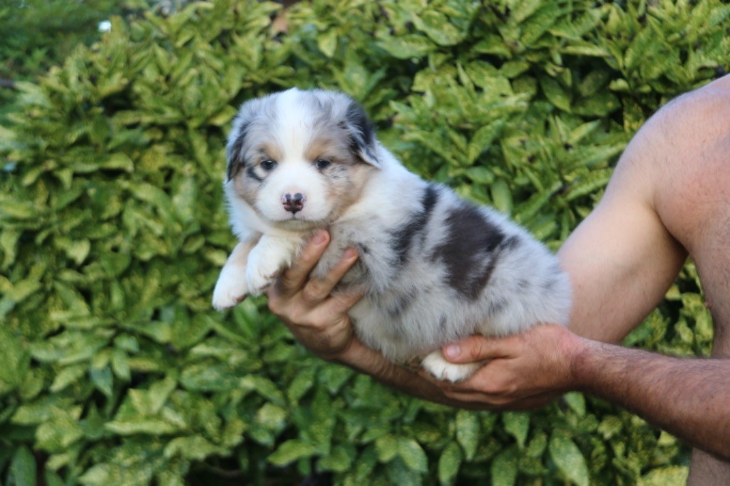 De La Colombe Béarnaise - Berger Australien - Portée née le 08/08/2023