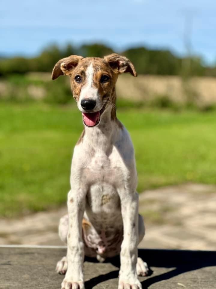 De La Colombe Béarnaise - Levrier hongrois - Portée née le 12/07/2024