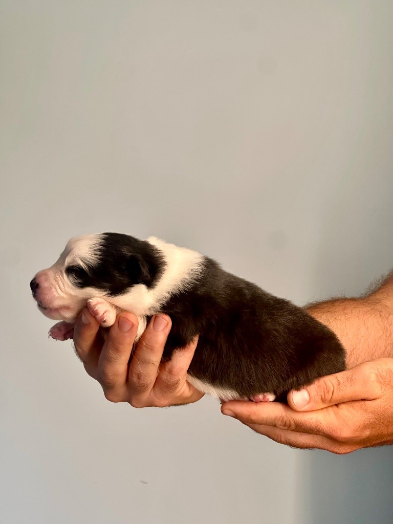 De La Colombe Béarnaise - Chiots disponibles - Berger Australien