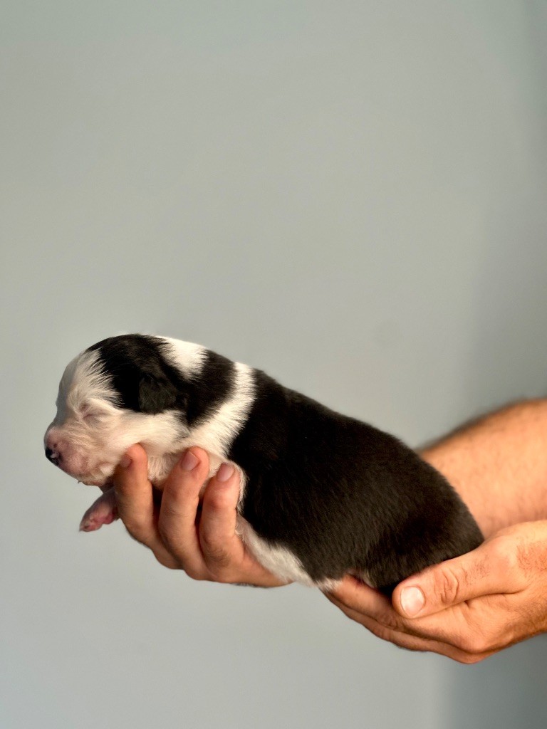 De La Colombe Béarnaise - Chiots disponibles - Berger Australien