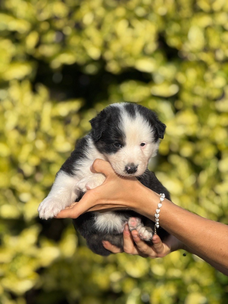 De La Colombe Béarnaise - Chiots disponibles - Berger Australien