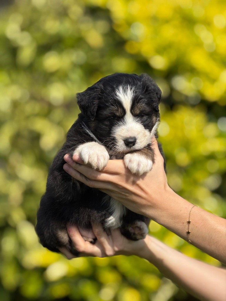 De La Colombe Béarnaise - Chiots disponibles - Berger Australien