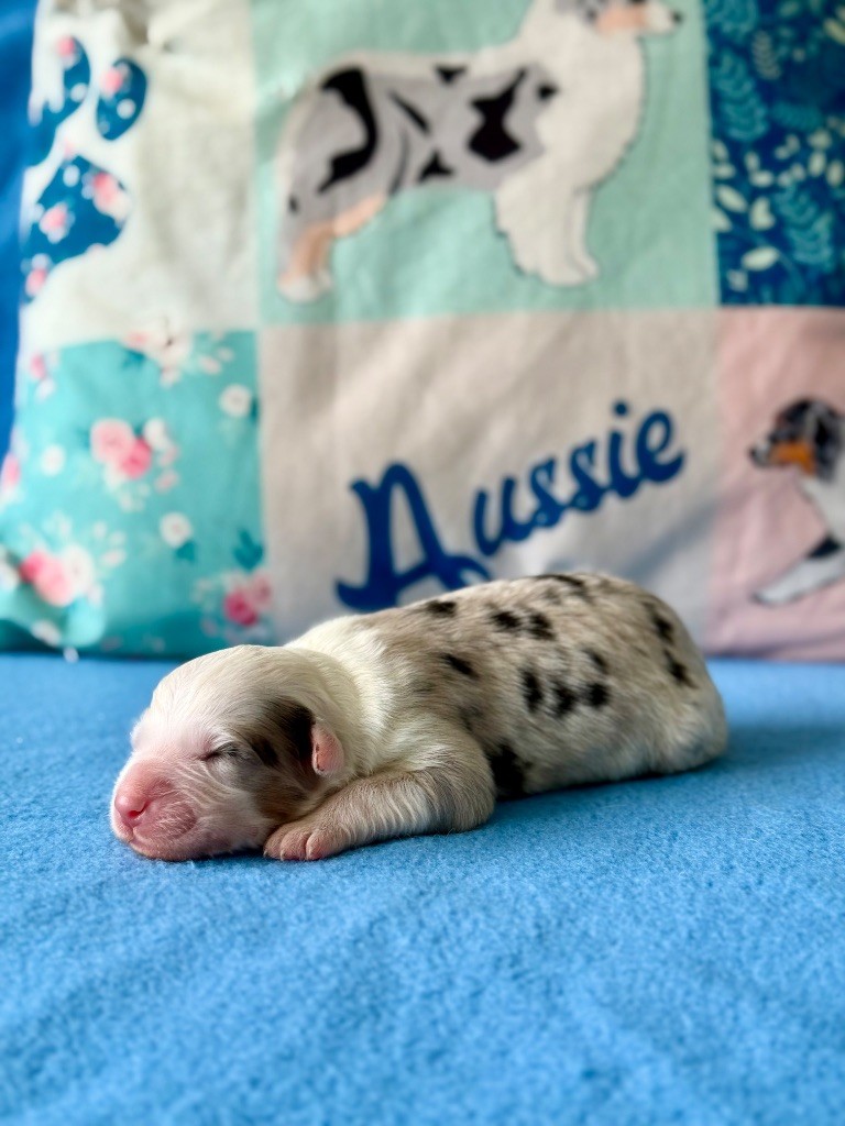 De La Colombe Béarnaise - Chiots disponibles - Berger Australien