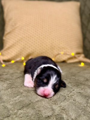 Femelle noir tricolore 2