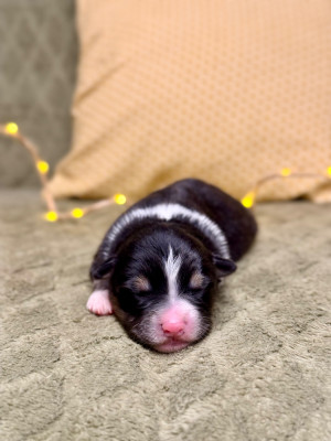 Femelle noir tricolore 3