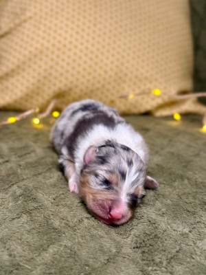 Femelle bleu merle 1