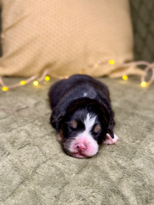 Mâle noir tricolore