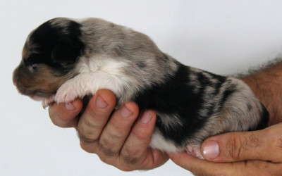Male bleu merle 2