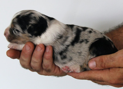 Male bleu merle 3